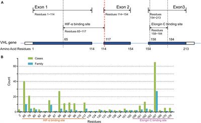 The Genotype-Phenotype Association of Von Hipple Lindau Disease Based on Mutation Locations: A Retrospective Study of 577 Cases in a Chinese Population